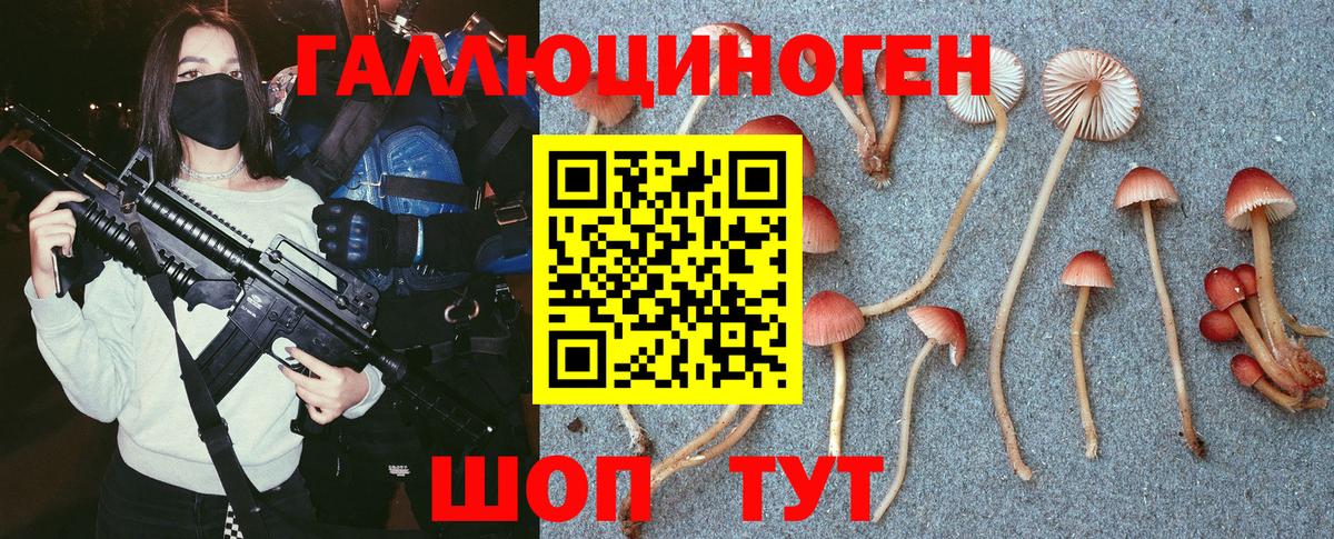 Псилоцибиновые грибы Cubensis Дивногорск